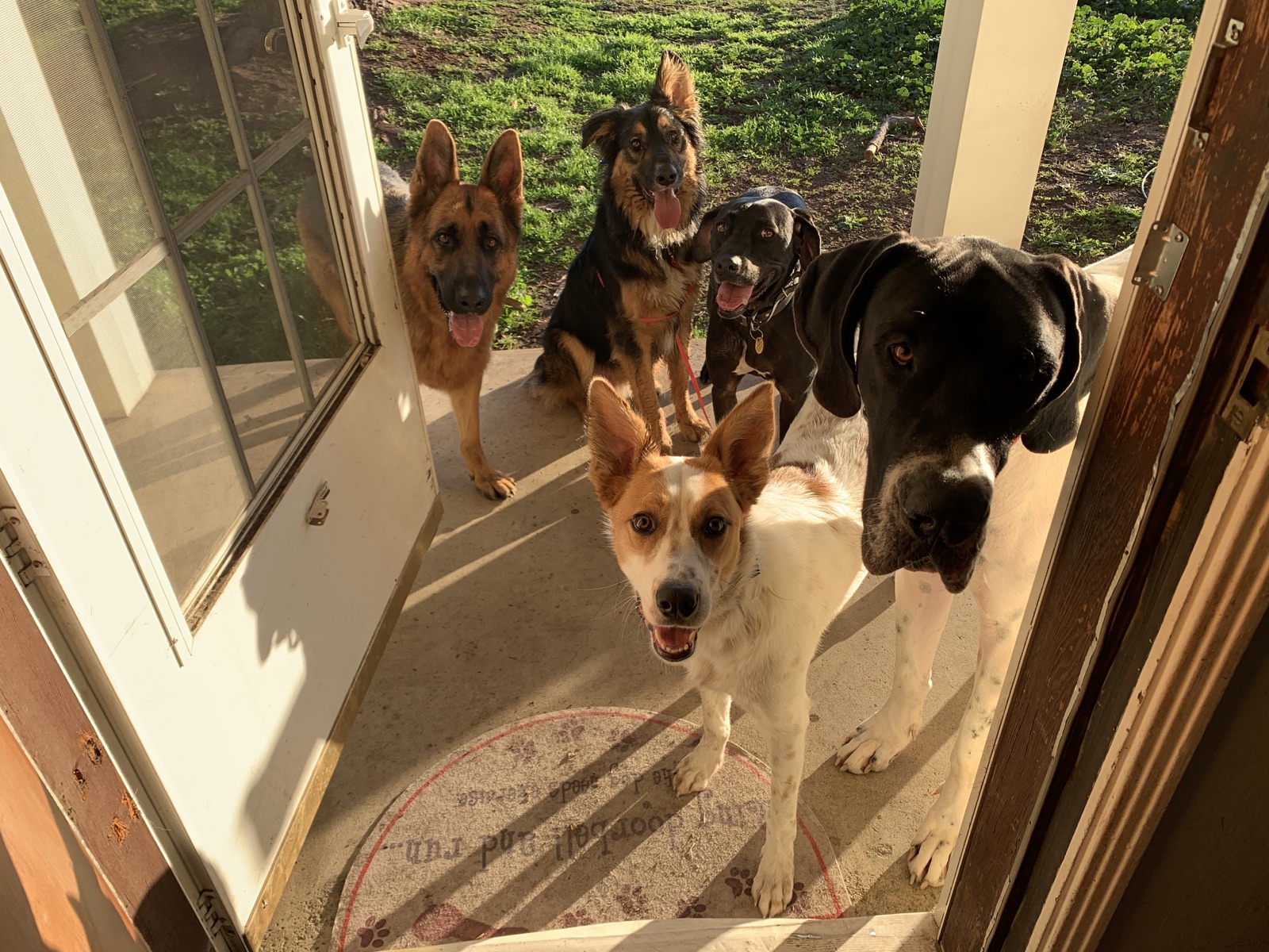 The Church of Dog congregation arriving for a visit